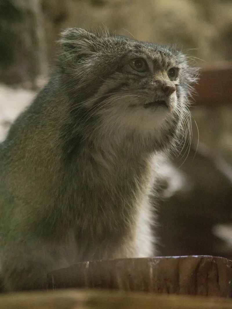 恩賜上野動物園のクリョンの写真