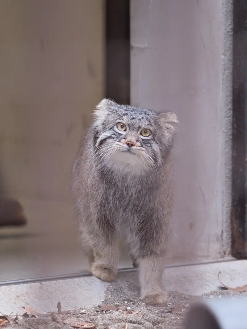 野毛山動物園のフィーガの写真