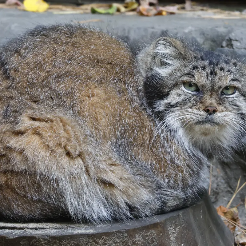 ノヴォシビルスク動物園のラストチカの写真