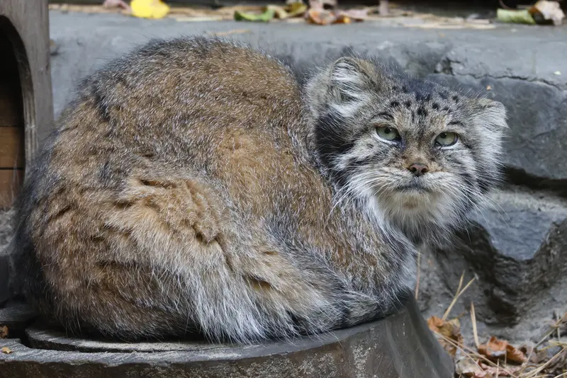 ノヴォシビルスク動物園のラストチカの写真