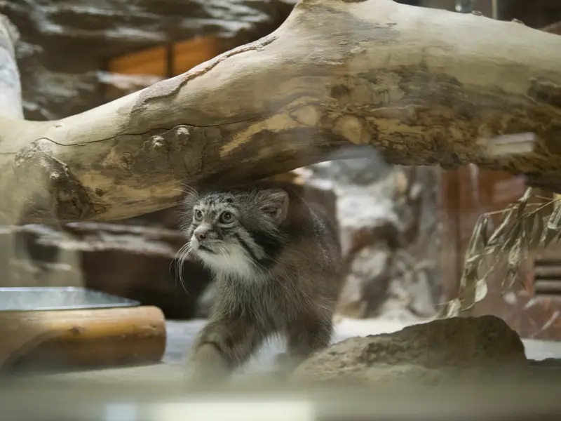 恩賜上野動物園のクリョンの写真