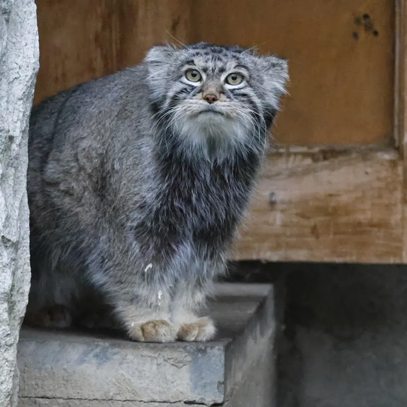 マヌルネコの写真