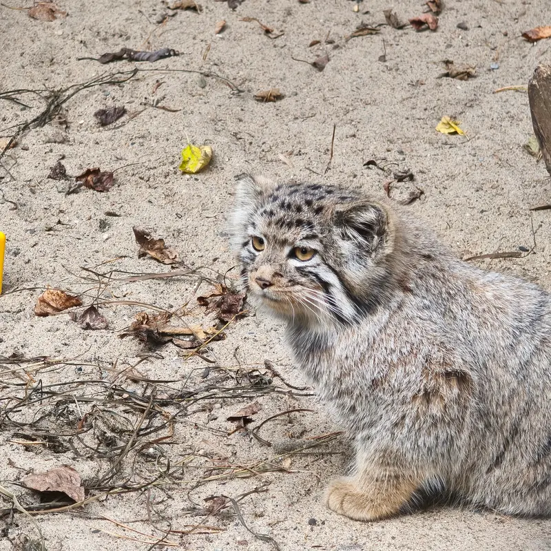 ノヴォシビルスク動物園のイヴの子（2026年生まれ）Ⅰの写真