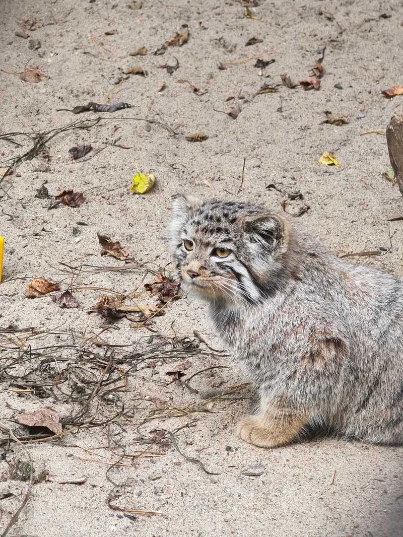 ノヴォシビルスク動物園のマヌルネコの写真