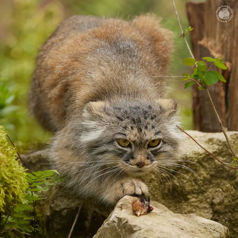 ヘラブルン動物園のスタブシの写真
