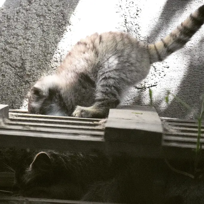 ブダペスト動物園＆植物園のルーシーとボリス Ⅱの写真