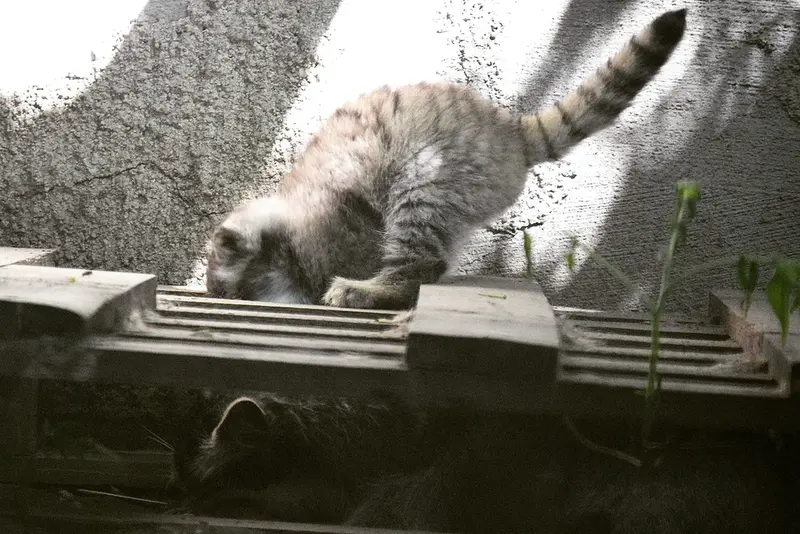 ブダペスト動物園&植物園のルーシーとボリス Ⅱの写真