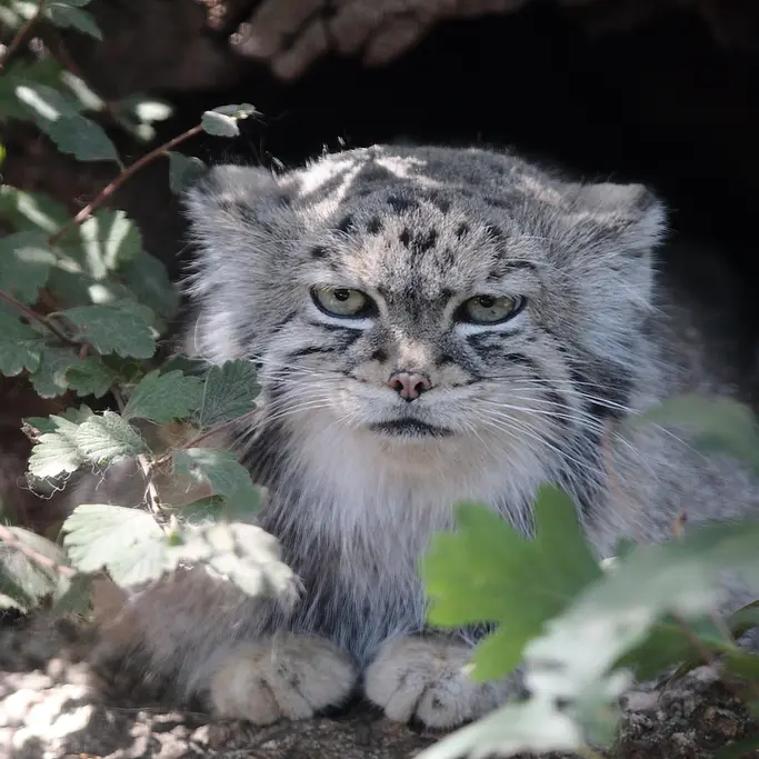 シャイアン・マウンテン動物園のレッドの写真