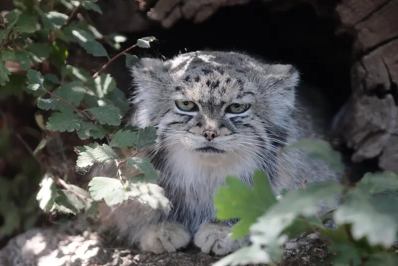 シャイアン・マウンテン動物園のレッドの写真