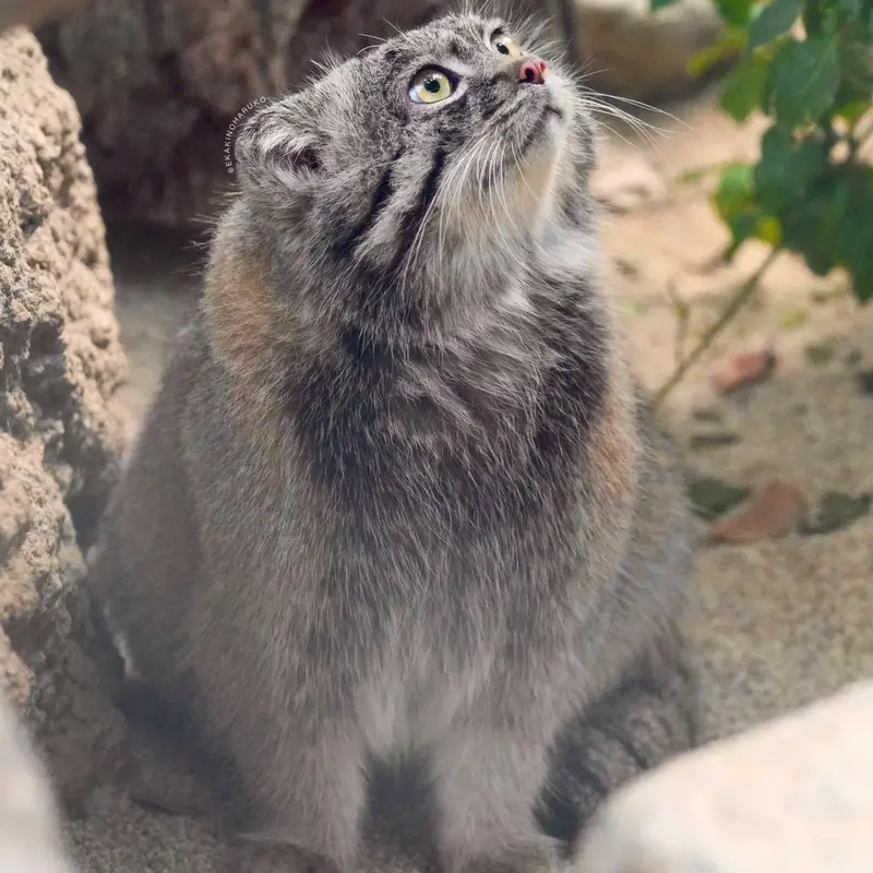 神戸どうぶつ王国のナルの写真