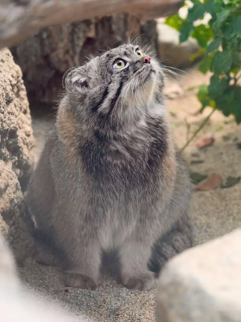 神戸どうぶつ王国のナルの写真