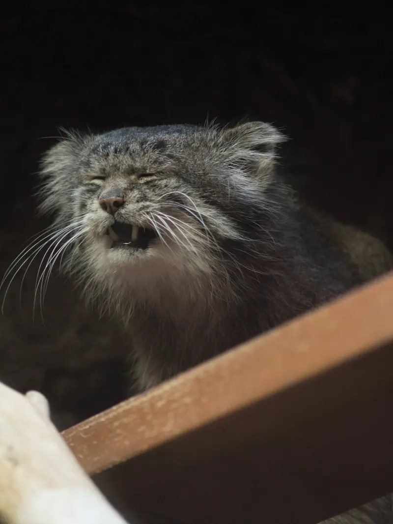 恩賜上野動物園のクリョンの写真