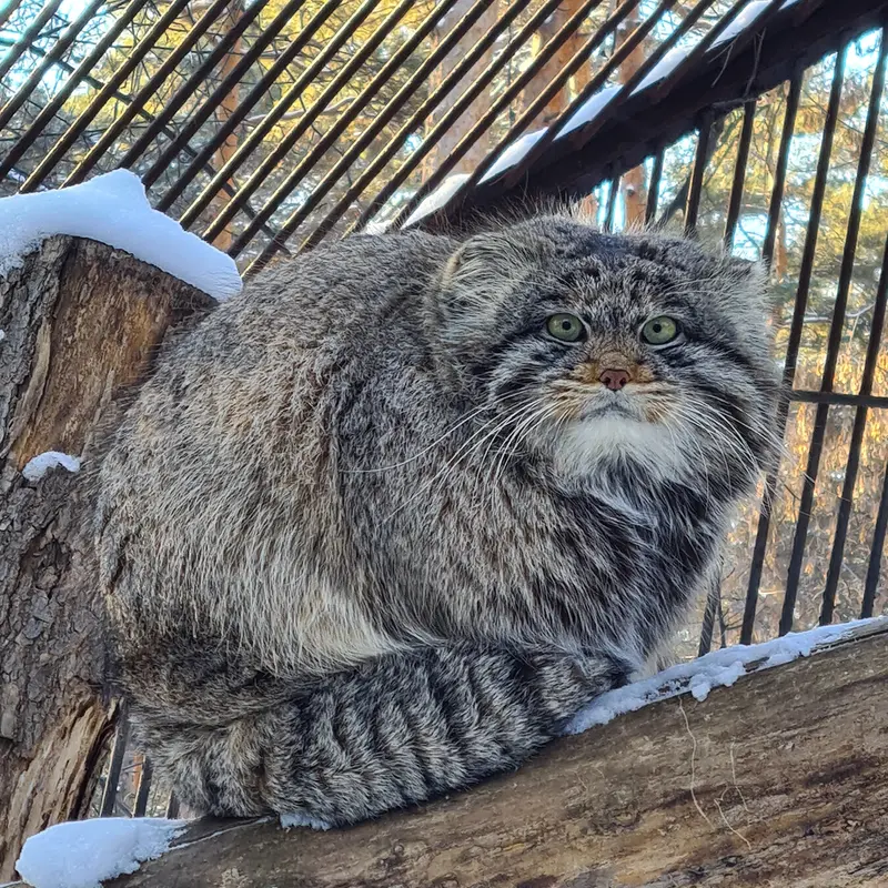 ノヴォシビルスク動物園のマリクの写真