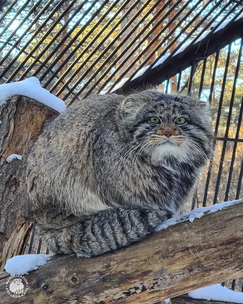 ノヴォシビルスク動物園のマリクの写真