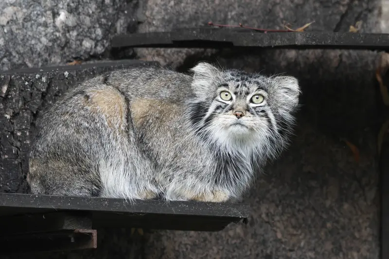 モスクワ動物園のティモフェイの写真
