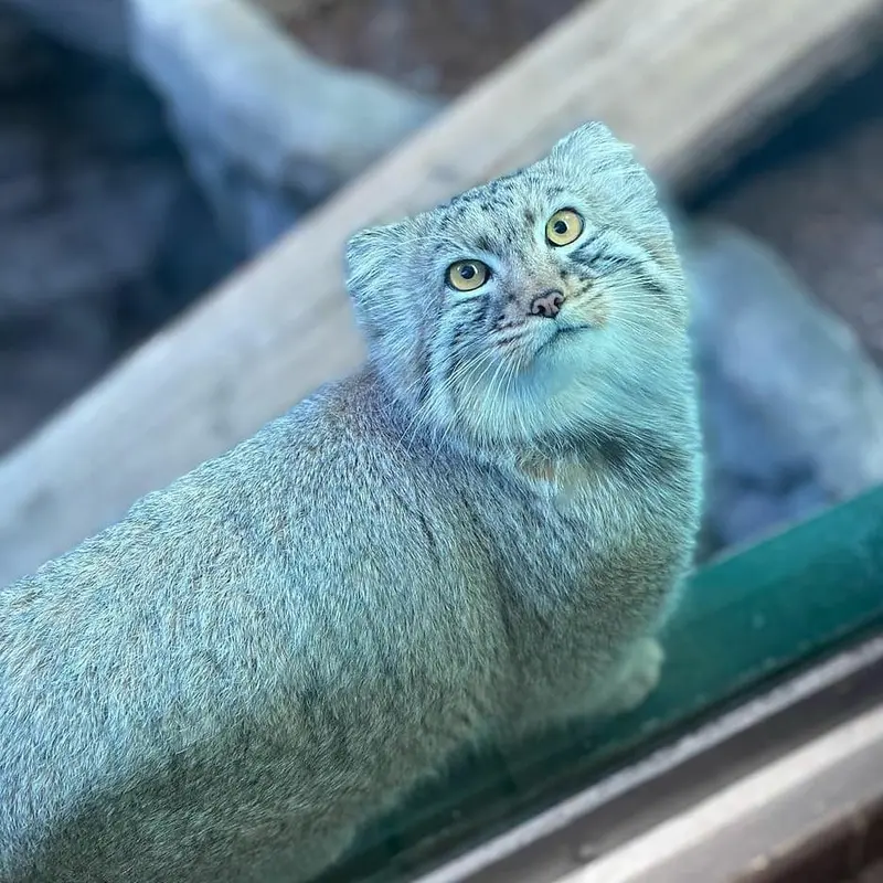 バーミングハム動物園のミダスの写真