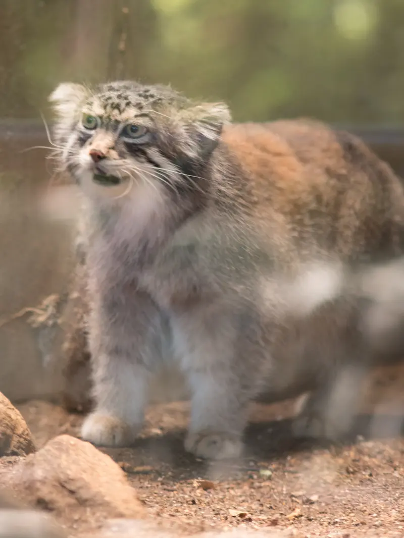 神戸市立王子動物園のイーリスの写真