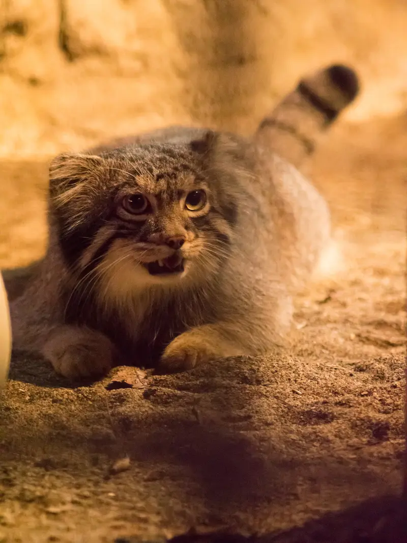 野毛山動物園のフィーガの写真