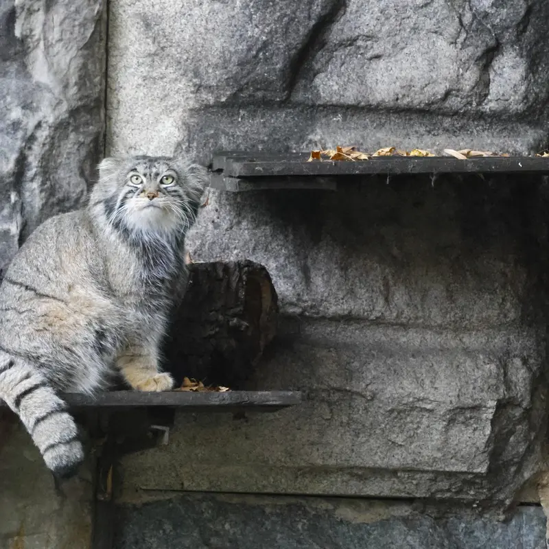 モスクワ動物園のティモフェイの写真
