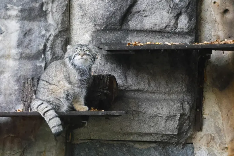 モスクワ動物園のティモフェイの写真