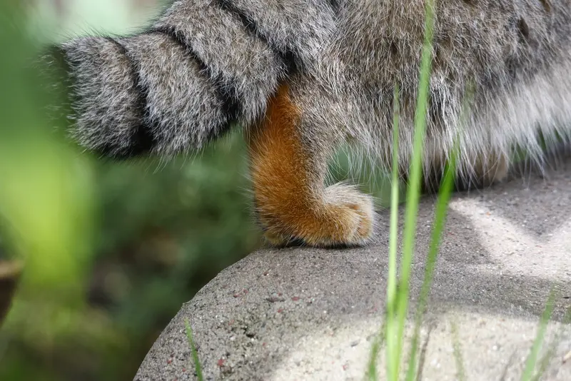 モスクワ動物園のティモフェイの写真