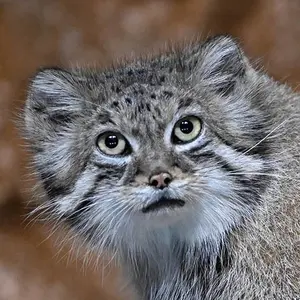 ブルックフィールド動物園シカゴのマヌルネコのルビー