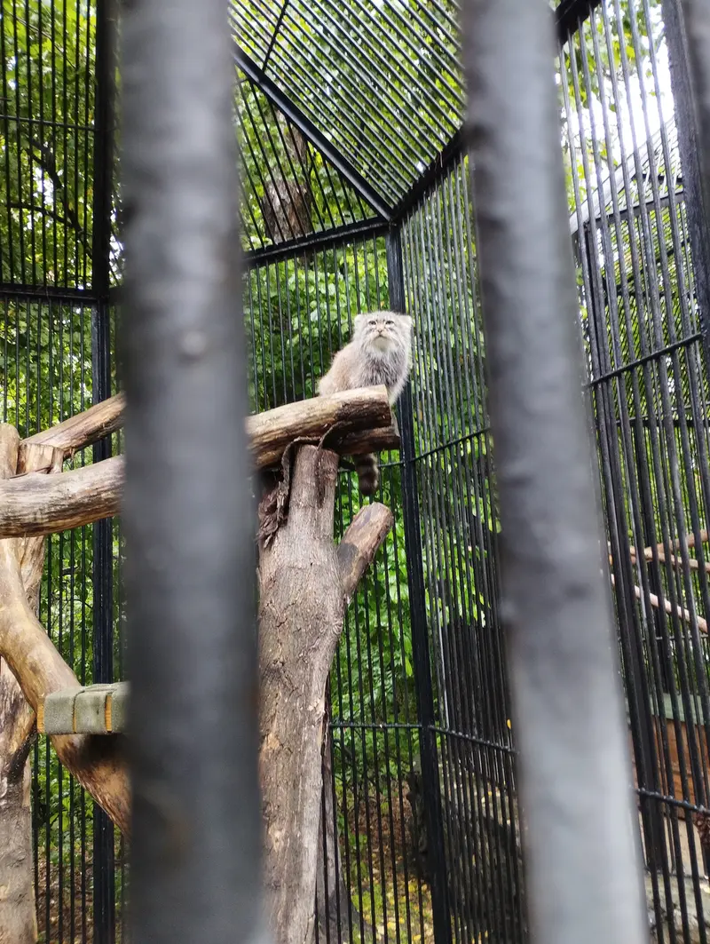 ノヴォシビルスク動物園のマヌルネコの写真