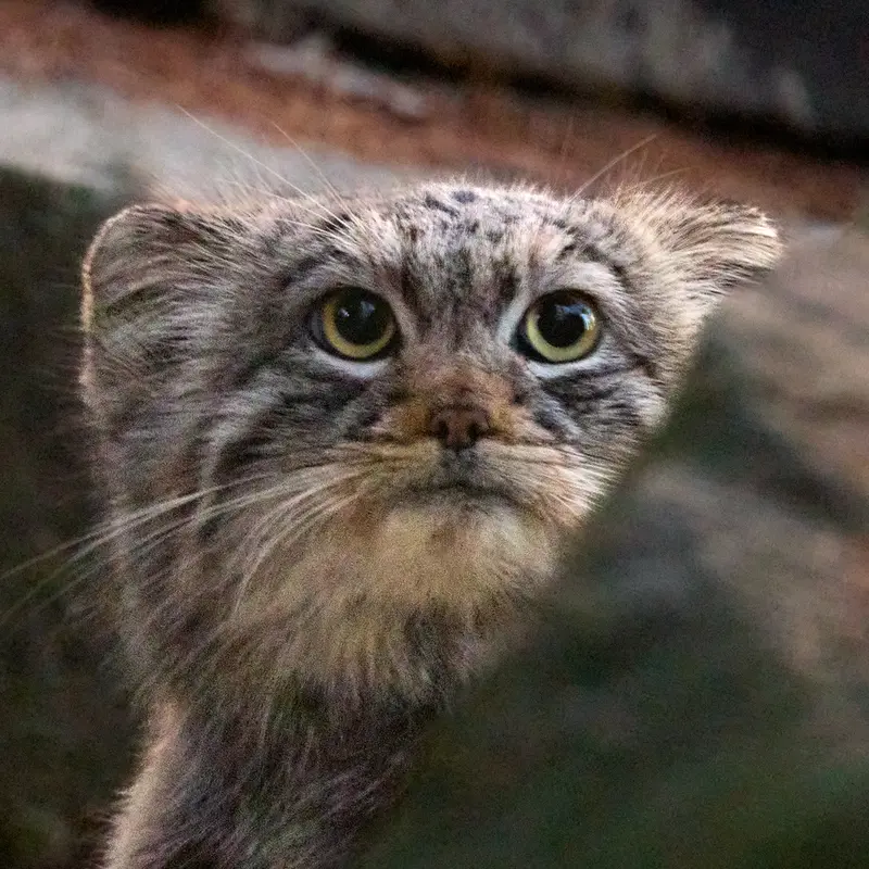 クラクフ動物園のマヌルネコのツァス
