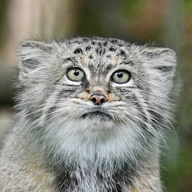ティアパーク・ベルリンのマヌルネコのマネキーネコ