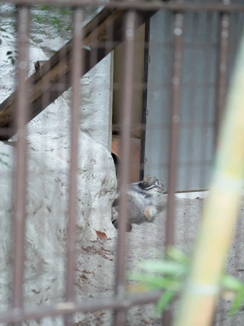 野毛山動物園のフィーガの写真