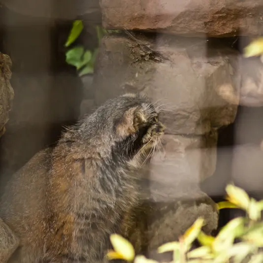 ザールブリュッケン動物園のカール・ハインツの写真