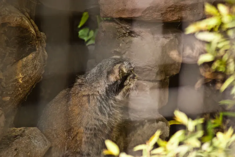 ザールブリュッケン動物園のカール・ハインツの写真