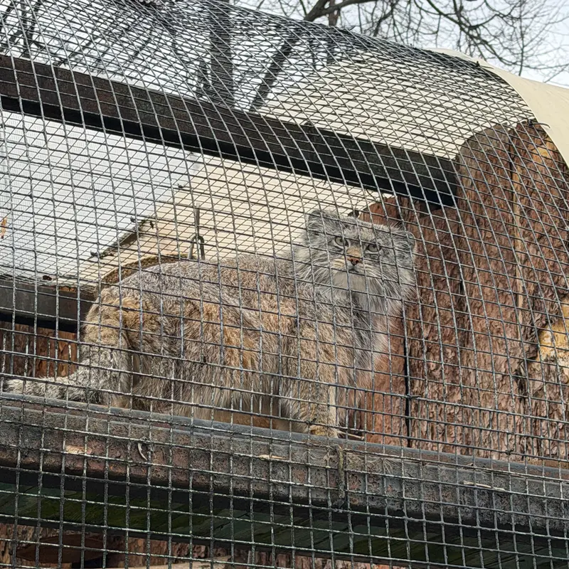 レニングラード動物園のシューの写真