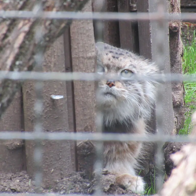 ワルシャワ動物園のジェシーの写真