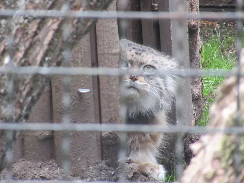 ワルシャワ動物園のジェシーの写真