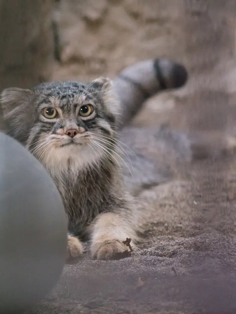 野毛山動物園のフィーガの写真