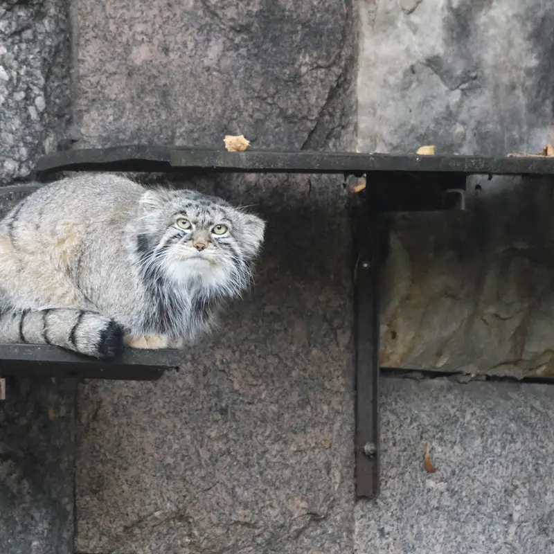 モスクワ動物園のティモフェイの写真