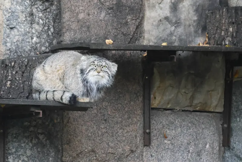 モスクワ動物園のティモフェイの写真