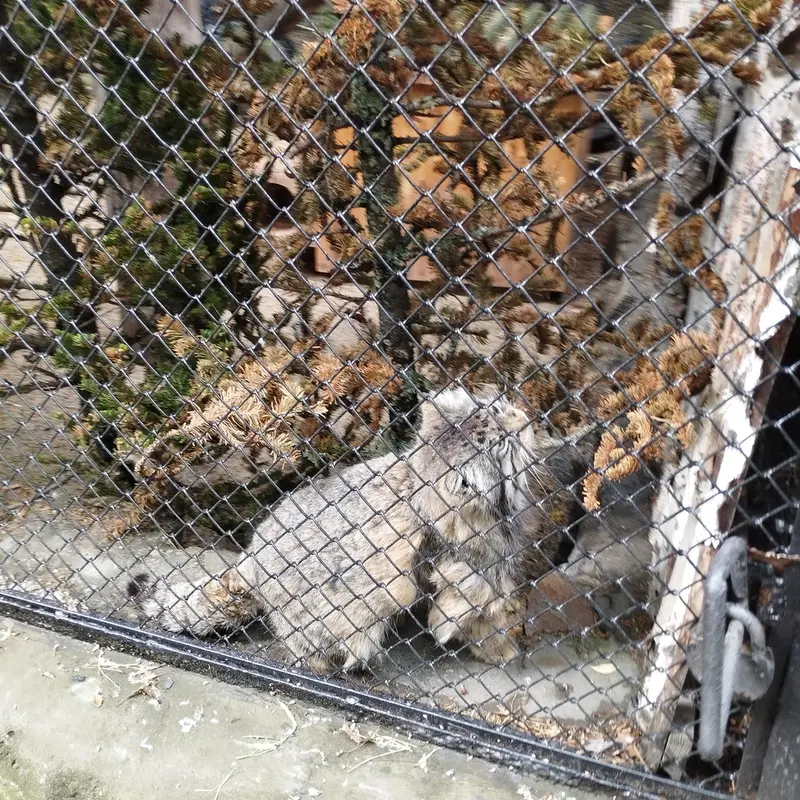 ノヴォシビルスク動物園のゼレノゴルスクの写真