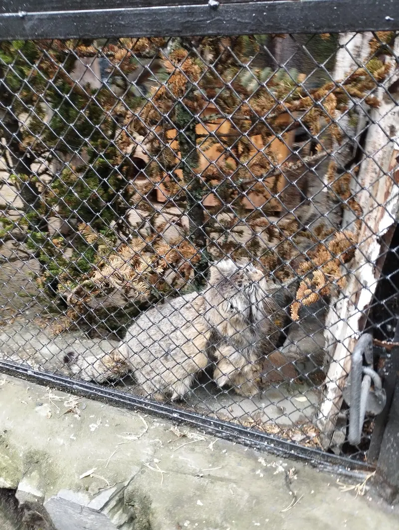 ノヴォシビルスク動物園のゼレノゴルスクの写真