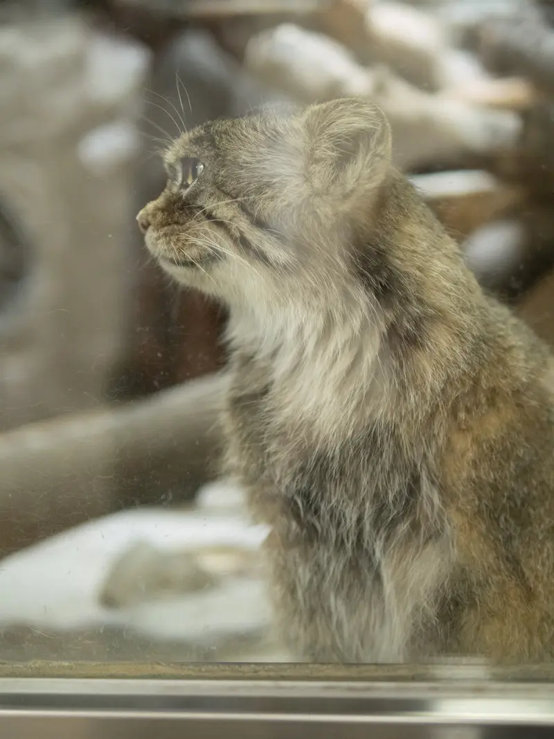 恩賜上野動物園のプリームラの写真