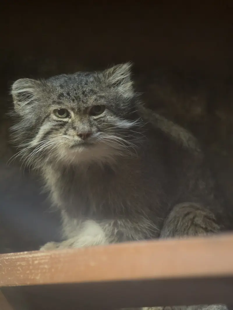 恩賜上野動物園のクリョンの写真