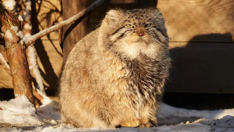 Novosibirsk Zooのゼレノゴルスクの動画