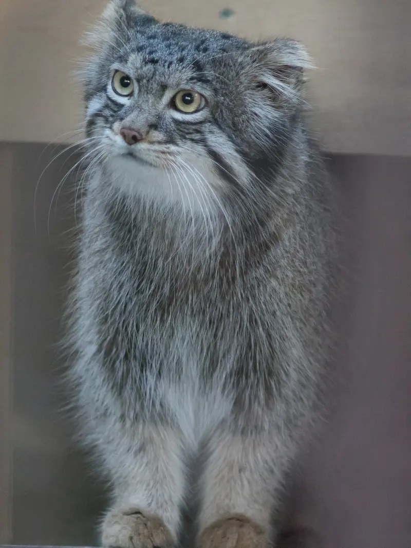 野毛山動物園のフィーガの写真