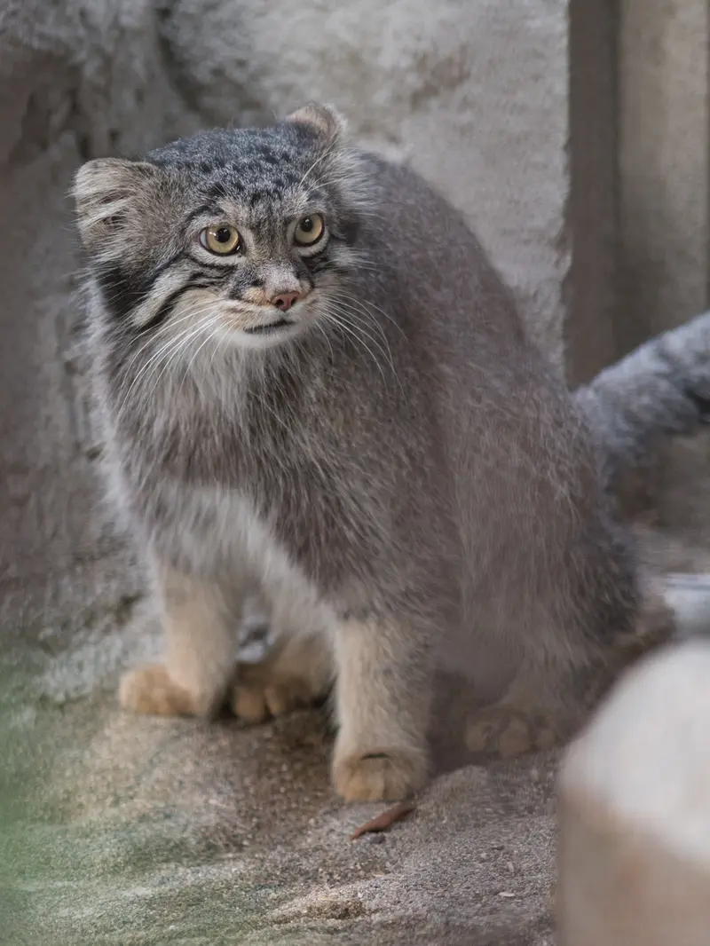 野毛山動物園のフィーガの写真