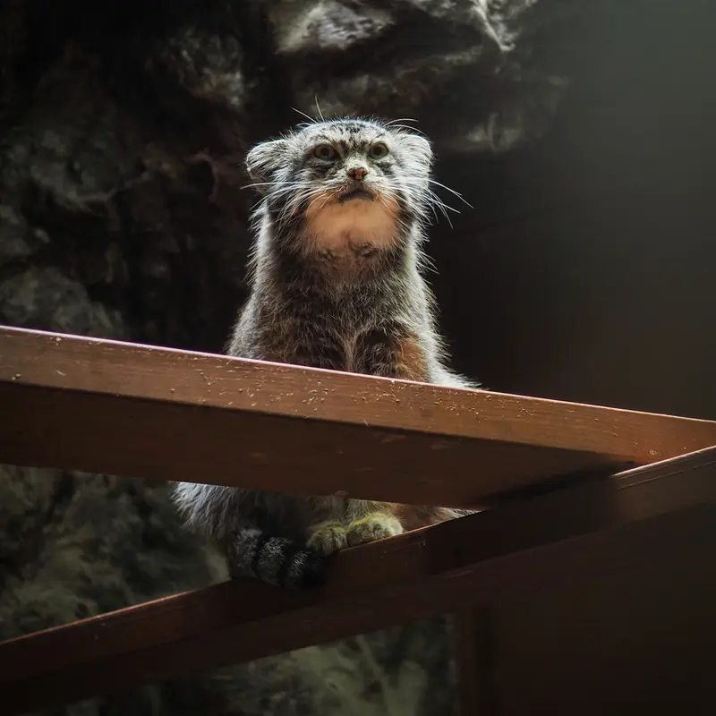 恩賜上野動物園のプリームラの写真