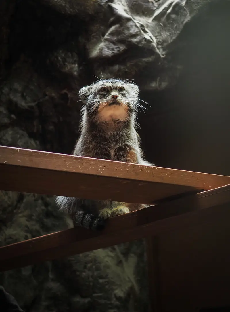 恩賜上野動物園のプリームラの写真