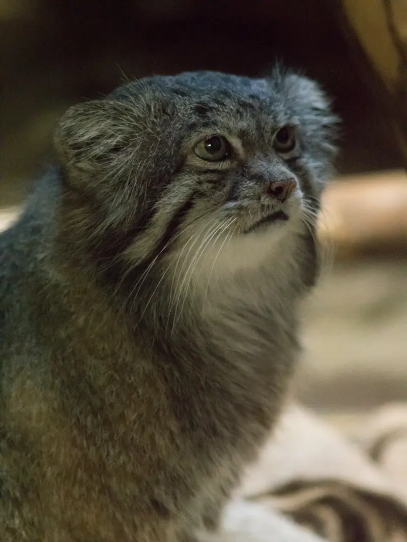 恩賜上野動物園のクリョンの写真