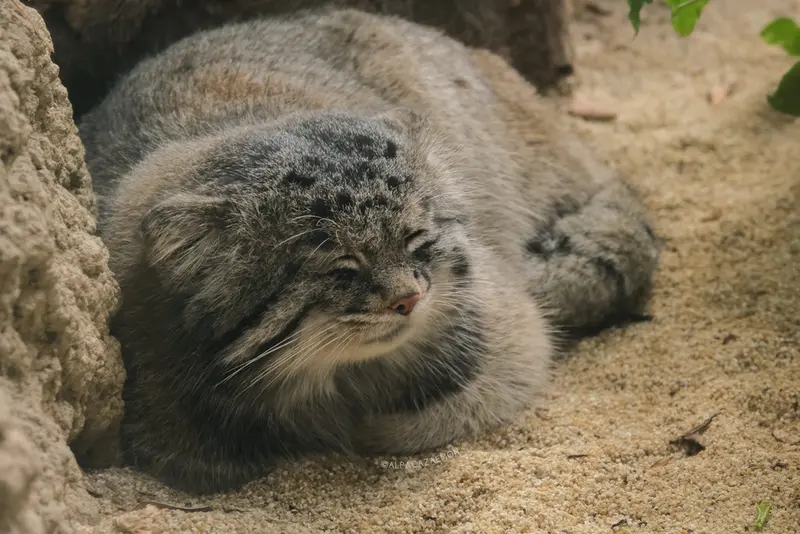 神戸どうぶつ王国のナルの写真