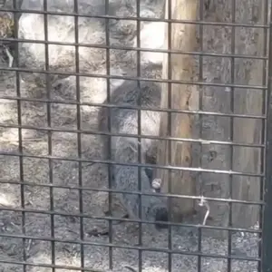 リール動物園のマヌルネコの写真